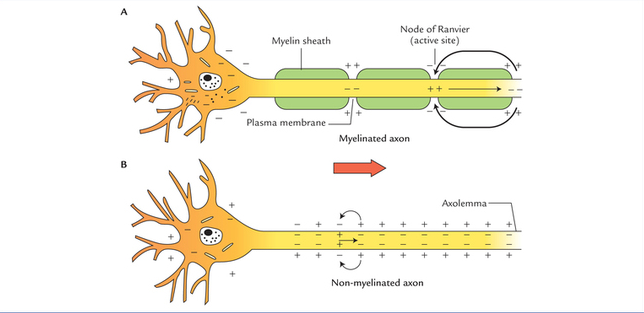 Myelin